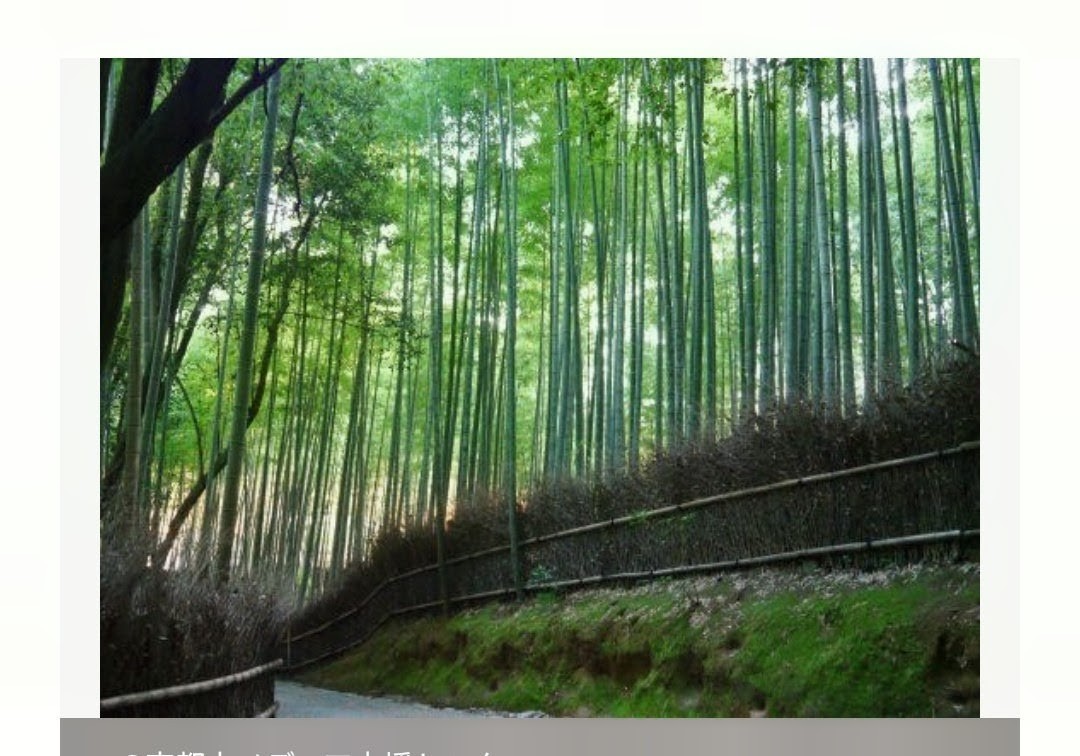 京都の竹林